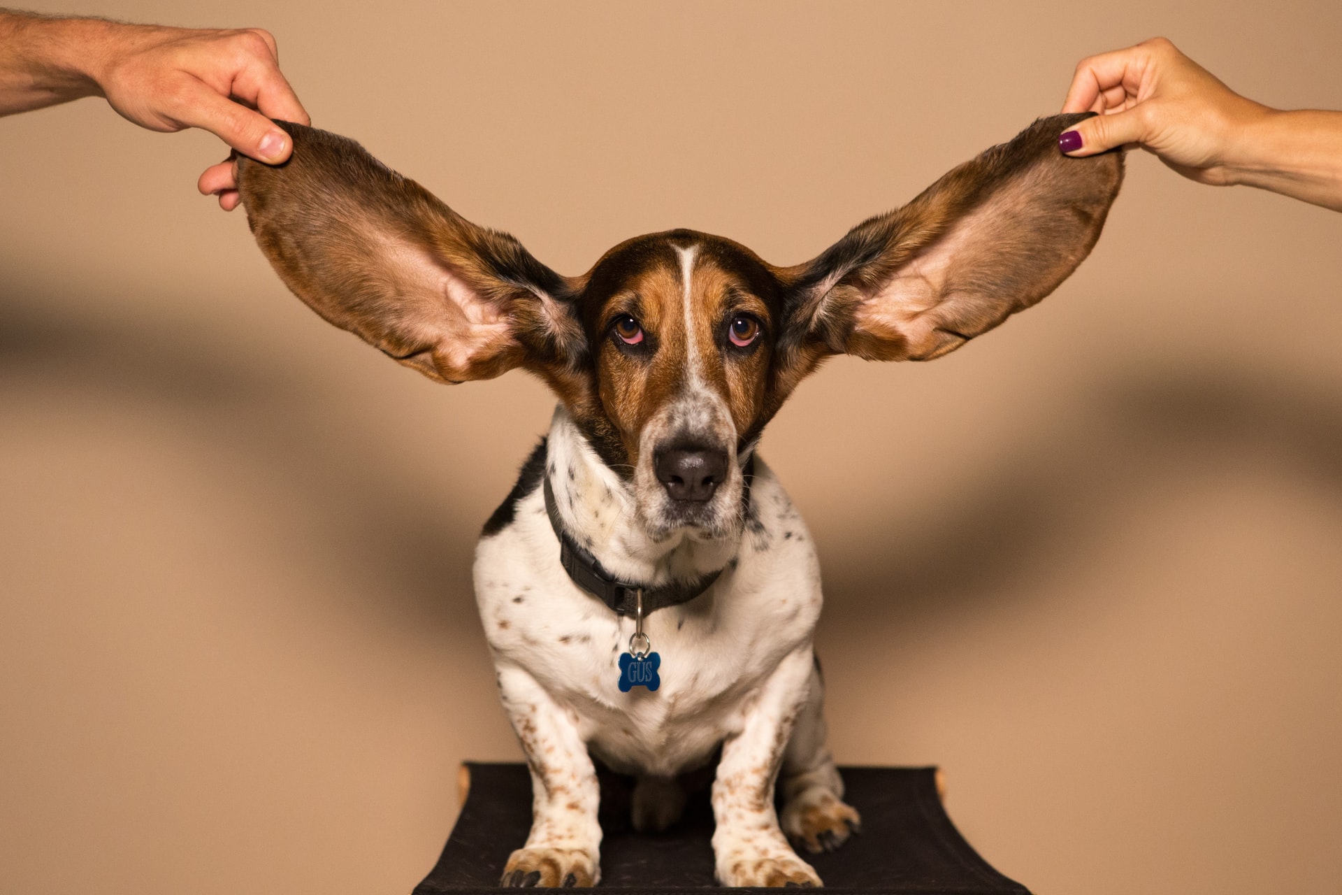 Basset hound with ears outstretched