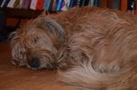 Ruby the Irish Terrier