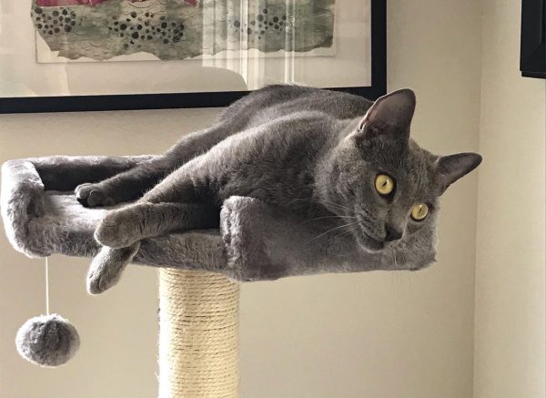 Phoebe the Russian Blue