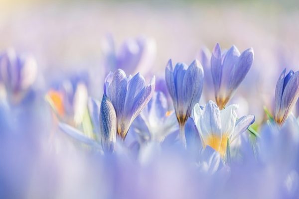 Crocuses by Pixabay