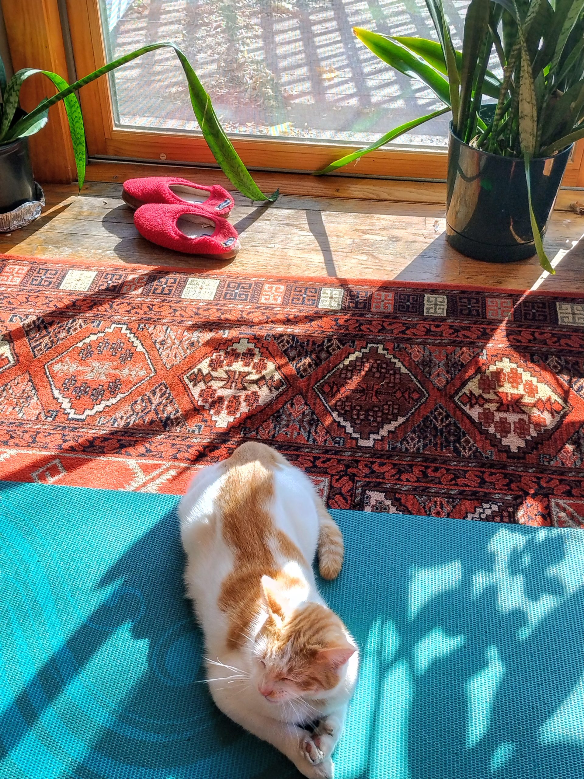 Poet Pick – D. Dina Friedman