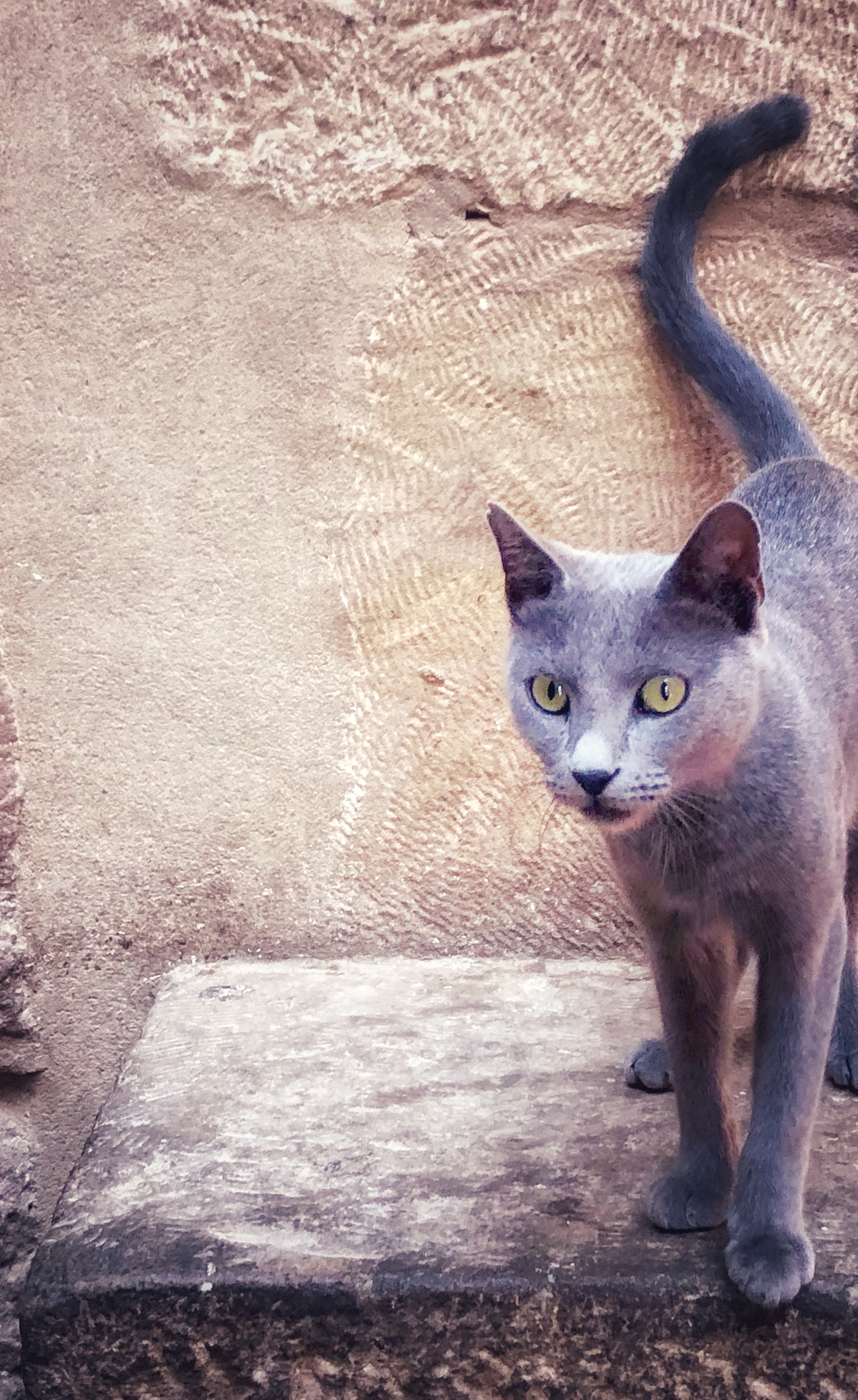 Poet Pick – Felice Alexandra