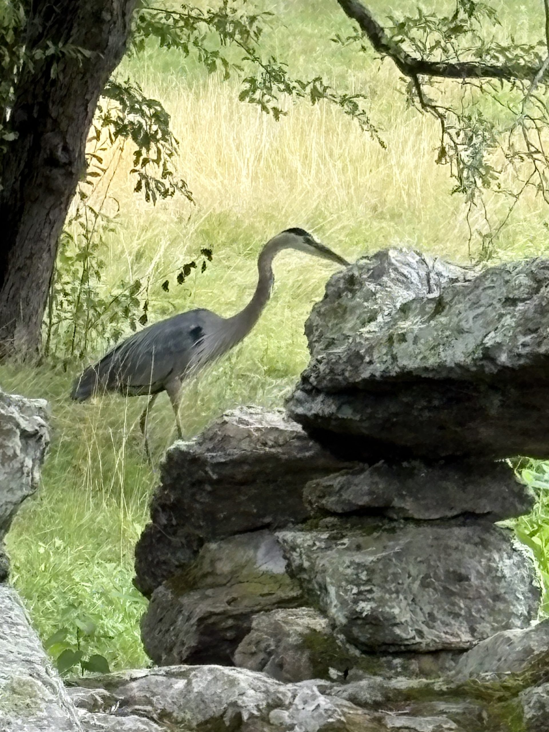 Poet Pick – Grace Massey