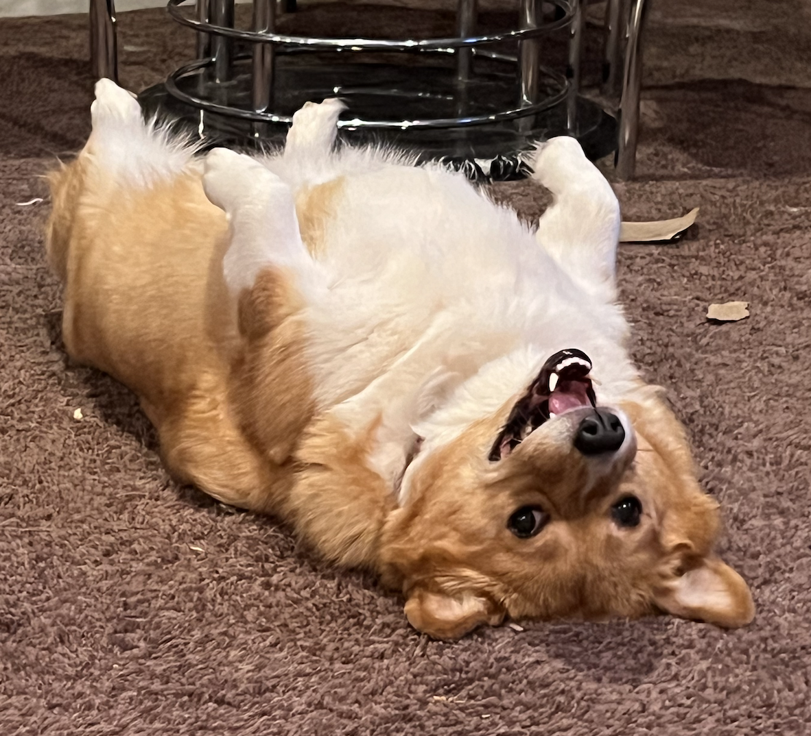 Poet Pick – Hallie Fogarty