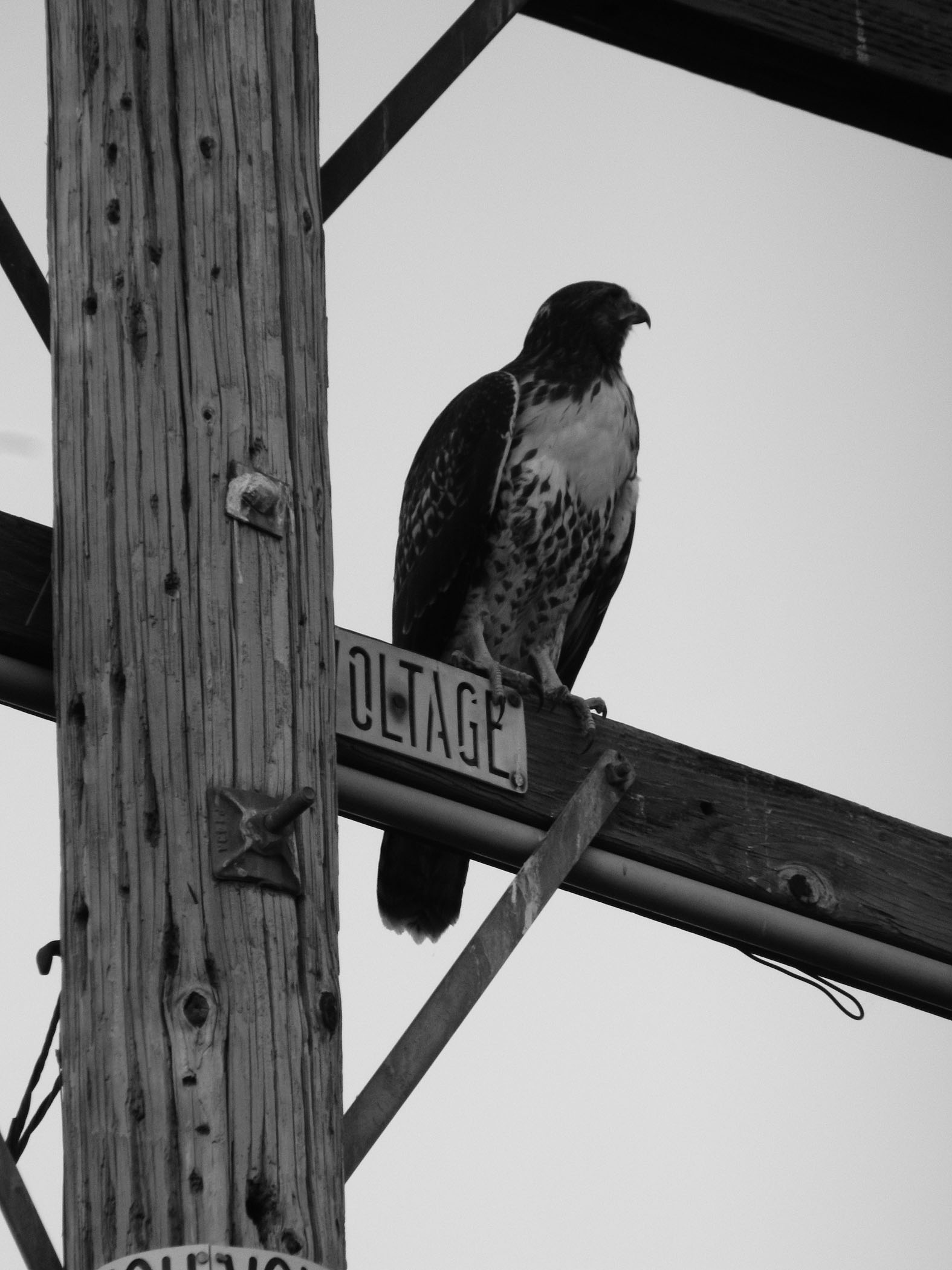 Poet Pick – Jonathan Yungkans