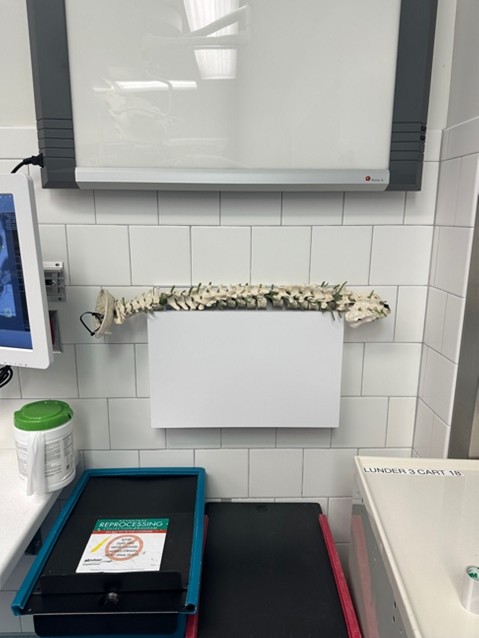 A vertebral column (model) lying around in the O.R. last week at work