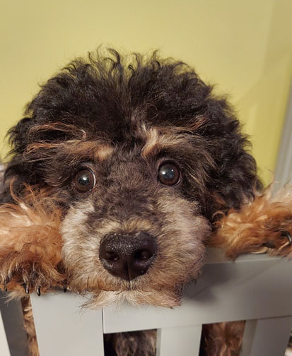 Poet Pick – Shutta Crum