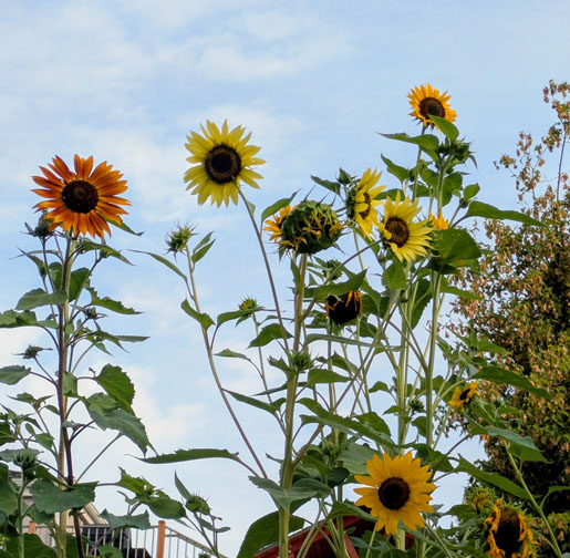 Poet Pick – Sunny Hemphill